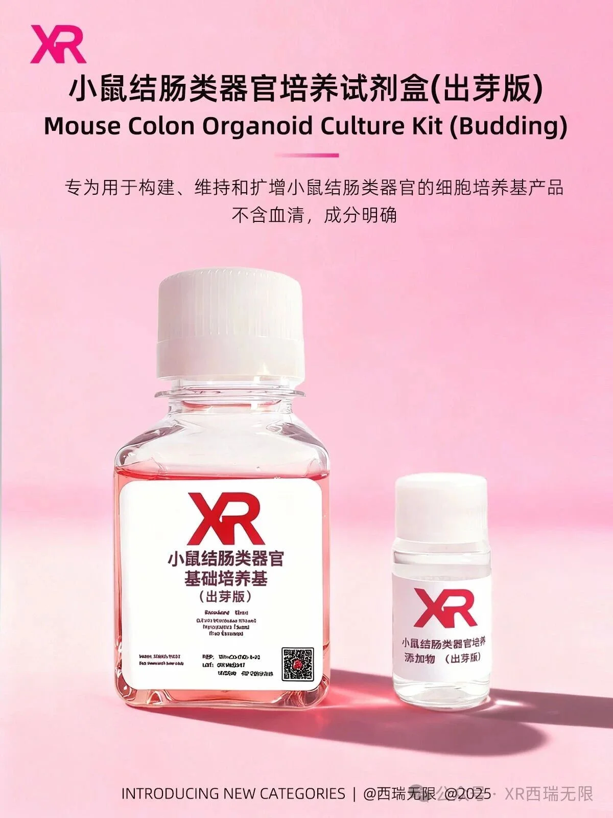 XR结肠类器官培养试剂盒（出芽版）